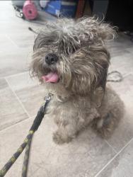 Found/Stray Female Dog last seen Near 98 and Old Creedmoor, Wake County, NC 27587