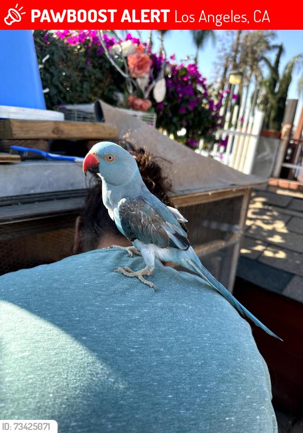 Lost Female Bird last seen lev ave, Los Angeles, CA 91331