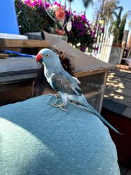 Lost Female Bird last seen lev ave, Los Angeles, CA 91331