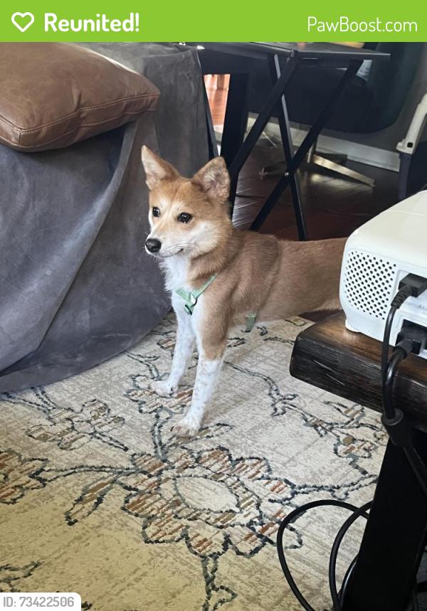 Reunited Female Dog last seen Jiles rd and Main Street kennesaw, Kennesaw, GA 30144