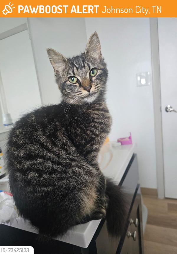 Found/Stray Female Cat last seen Tyler apmts, Johnson City, TN 37601