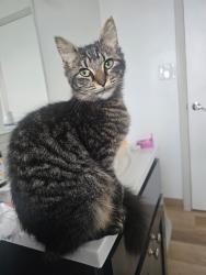Found/Stray Female Cat last seen Tyler apmts, Johnson City, TN 37601