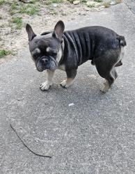 Lost Male Dog last seen Highpoint rd and Ashly Woods Dr, Snellville, GA 30078