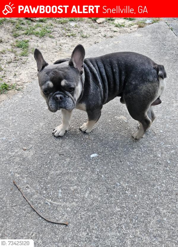 Lost Male Dog last seen Highpoint rd and Ashly Woods Dr, Snellville, GA 30078