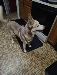 Reunited Unknown Dog last seen Turner road, Richmond, VA 23234