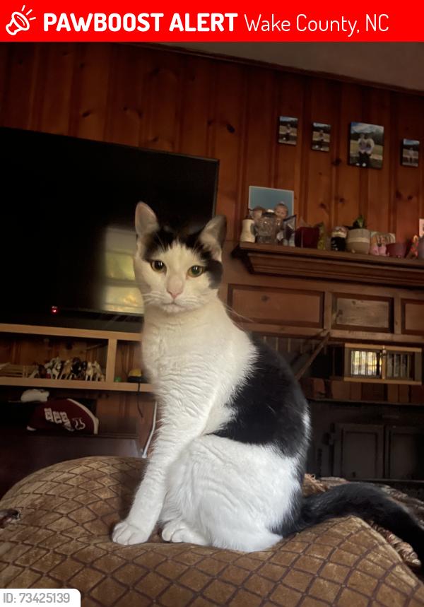 Lost Male Cat last seen Lakefall dr and 98, Wake County, NC 27587