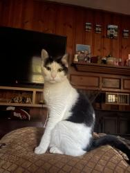 Lost Male Cat last seen Lakefall dr and 98, Wake County, NC 27587