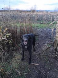 Lost Female Dog last seen N midway & n. Swift st, Portland, OR 97203