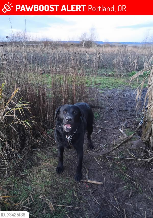 Lost Female Dog last seen N midway & n. Swift st, Portland, OR 97203