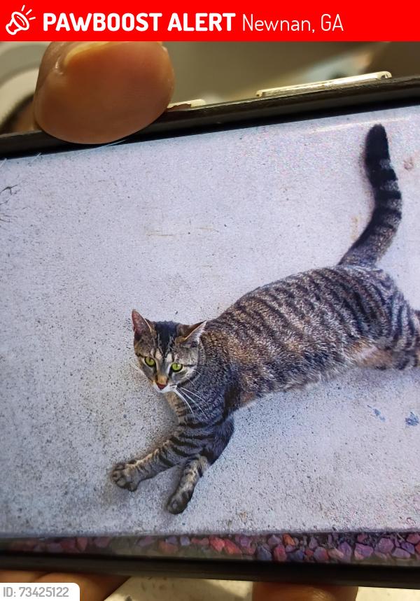 Lost Female Cat last seen Red Roof/ Whataburger, Newnan, GA 30265