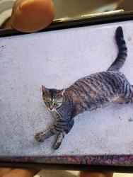 Lost Female Cat last seen Red Roof/ Whataburger, Newnan, GA 30265