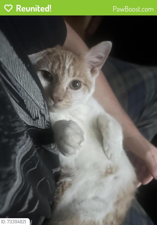 Reunited Male Cat last seen Dickens Ave, Chicago, IL 60647