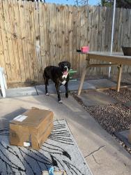 Found/Stray Female Dog last seen Unser and 12th st, Rio Rancho, NM 87124