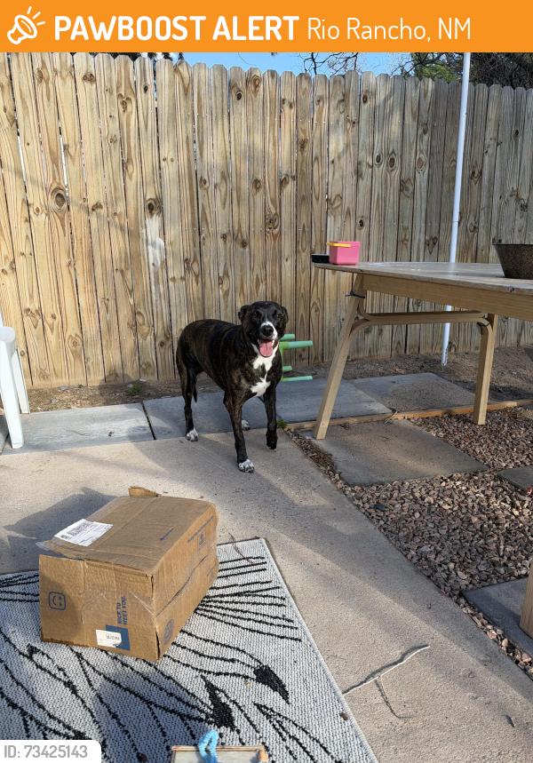 Found/Stray Female Dog last seen Unser and 12th st, Rio Rancho, NM 87124