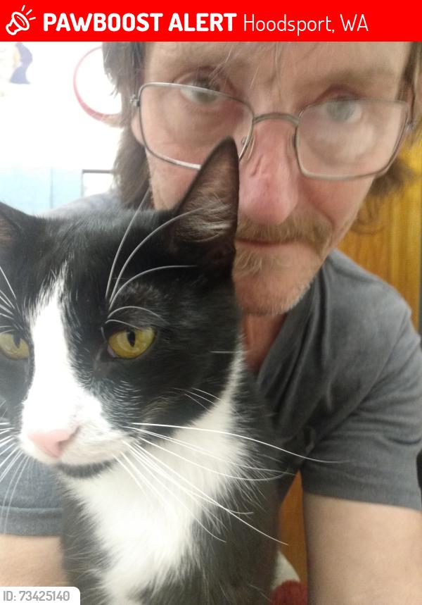 Lost Male Cat last seen Kokanee division, Hoodsport, WA 98548