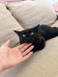 Lost Female Cat last seen Pierce 19th, Lakewood, CO 80214