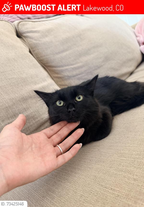 Lost Female Cat last seen Pierce 19th, Lakewood, CO 80214