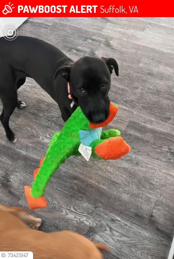 Lost Female Dog last seen Sea biscuit, Suffolk, VA 23435