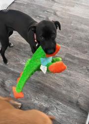 Lost Female Dog last seen Sea biscuit, Suffolk, VA 23435