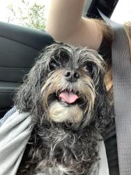 Found/Stray Female Dog last seen Jimmy Ann and Clyde morris, Daytona Beach, FL 32117