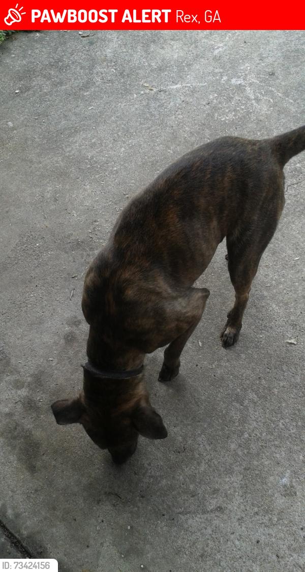 Lost Female Dog last seen Near Evans Drive, Rex, GA 30273