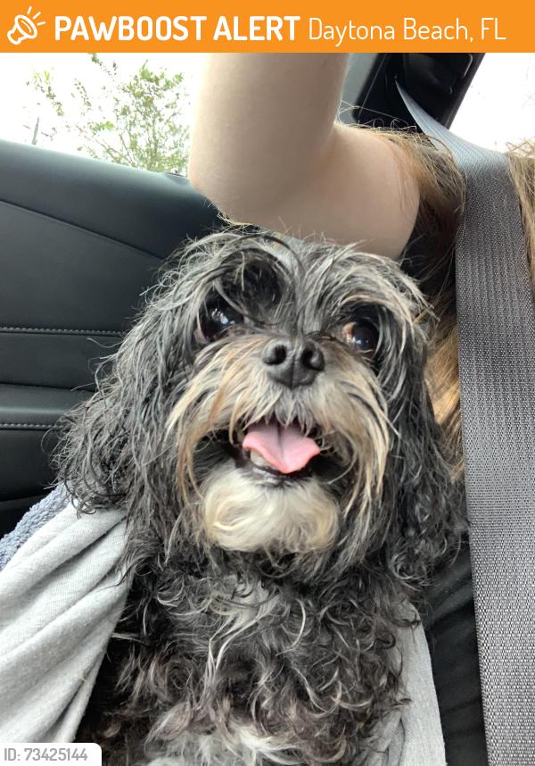 Found/Stray Female Dog last seen Jimmy Ann and Clyde morris, Daytona Beach, FL 32117