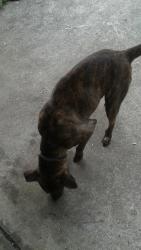 Lost Female Dog last seen Near Evans Drive, Rex, GA 30273