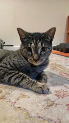 Lost Male Cat last seen Spring & Harding, Red Bank, NJ 07701