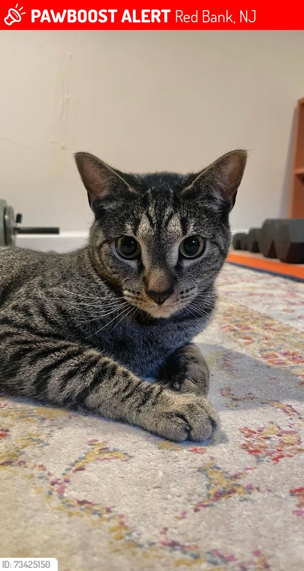 Lost Male Cat last seen Spring & Harding, Red Bank, NJ 07701