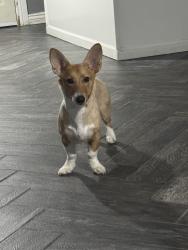 Reunited Female Dog last seen E Holmes Ave and Lindsay, Mesa, AZ 85204
