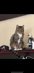 Lost Male Cat last seen Melrose, Vista, CA 92081