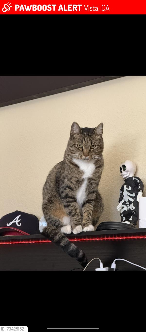 Lost Male Cat last seen Melrose, Vista, CA 92081