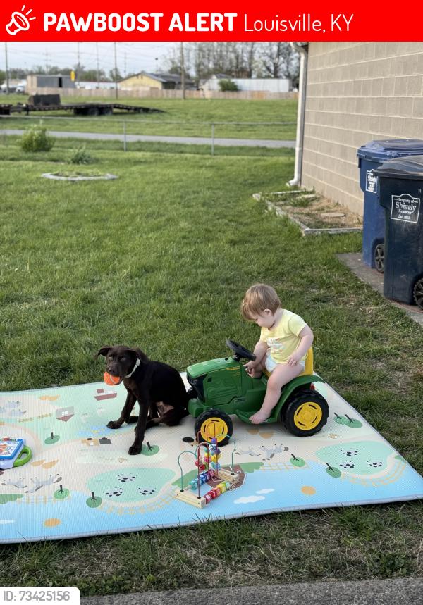 Lost Male Dog last seen millers ln, Louisville, KY 40216