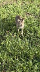 Found/Stray Male Cat last seen Sarasota Dr, Poinciana, FL 34759