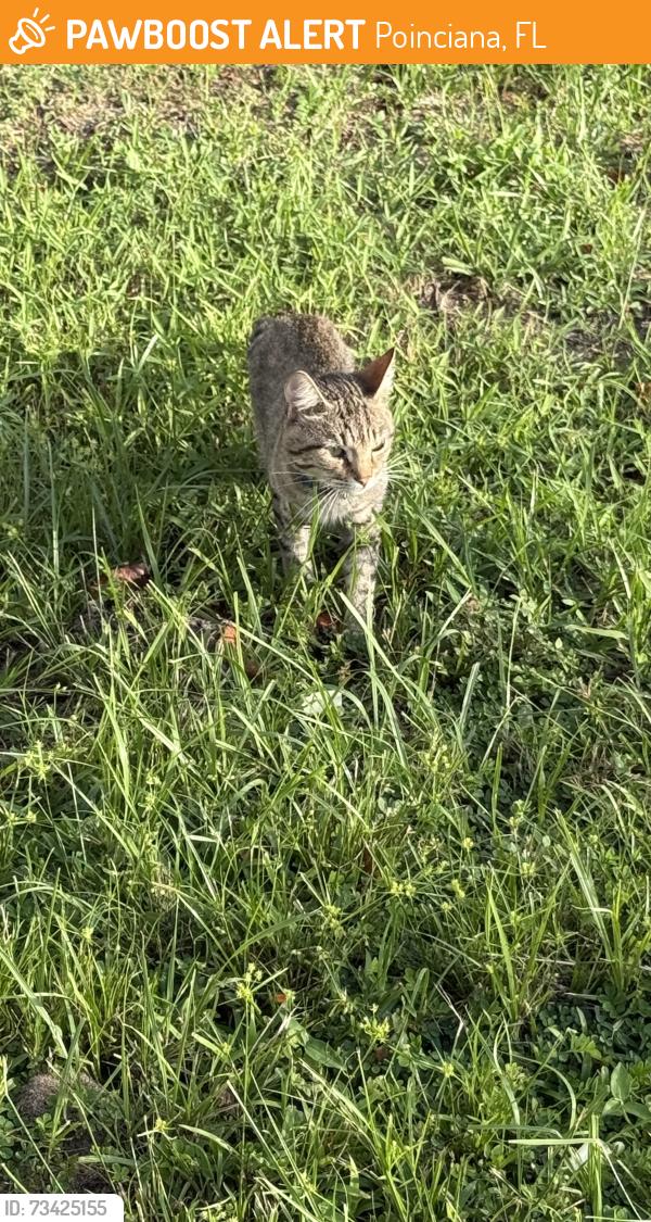 Found/Stray Male Cat last seen Sarasota Dr, Poinciana, FL 34759