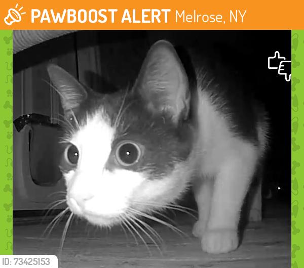 Found/Stray Unknown Cat last seen Near River Road (Below Turner Road, down by the River), Melrose, NY 12121