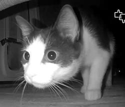 Found/Stray Unknown Cat last seen Near River Road (Below Turner Road, down by the River), Melrose, NY 12121