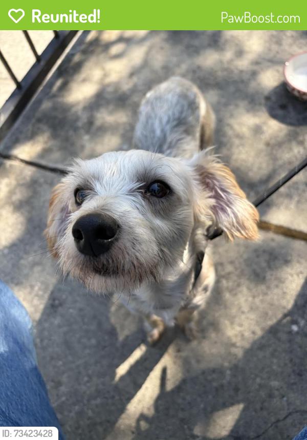 Reunited Male Dog last seen Coleman Rd and Lake McClure Dr, San Jose, CA 95123