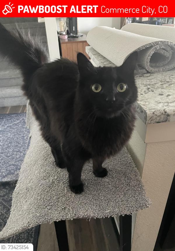 Lost Female Cat last seen 94th Way, Commerce City, CO 80022