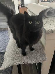 Lost Female Cat last seen 94th Way, Commerce City, CO 80022
