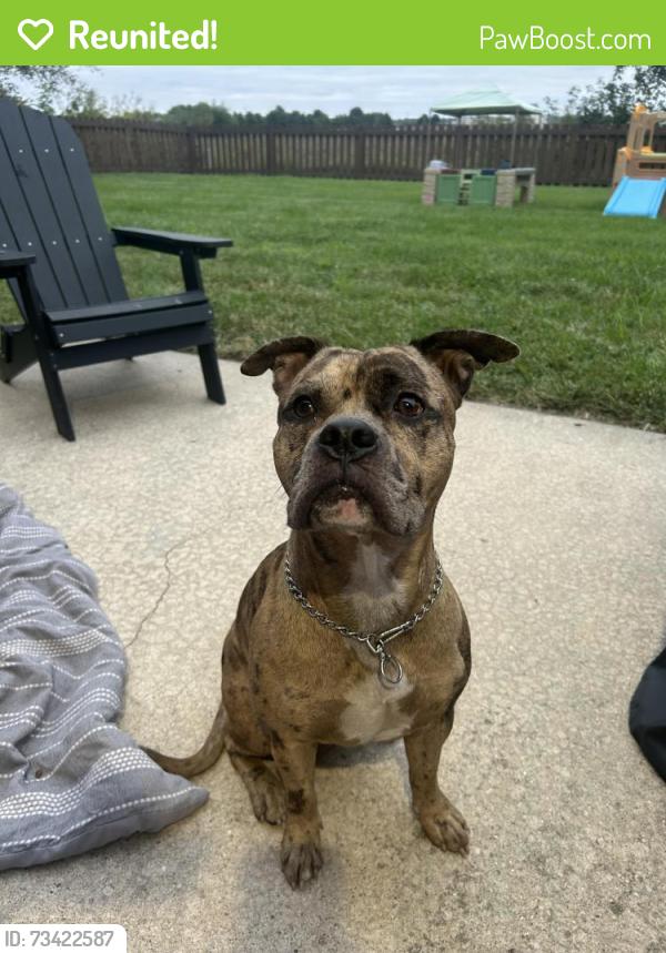 Reunited Male Dog last seen Hartman labe, Belleville, IL 62221