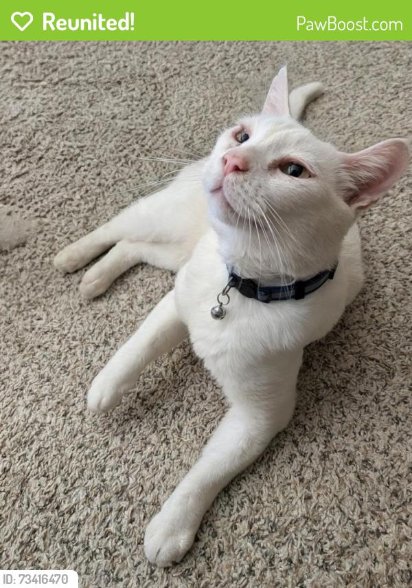 Reunited Male Cat last seen Whitelock Pkwy and Franklin high road, Elk Grove, CA 95757