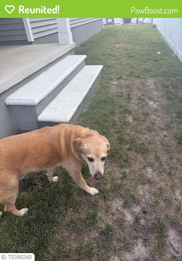 Reunited Male Dog last seen Martlet lane, Virginia Beach, VA 23456