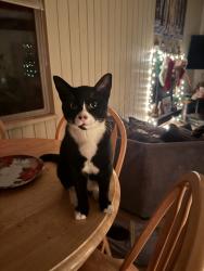 Lost Male Cat last seen Keubler and Crosian Creek, Salem, OR 97302