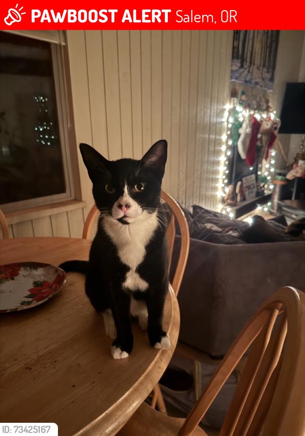 Lost Male Cat last seen Keubler and Crosian Creek, Salem, OR 97302