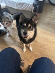 Lost Female Dog last seen 65ave 67 and, Queens, NY 11365