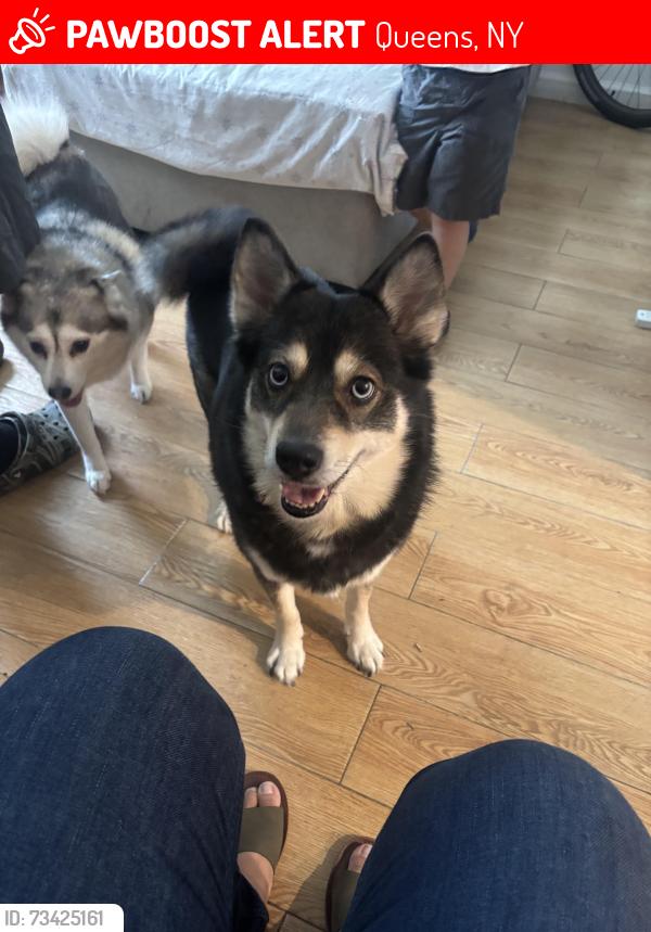 Lost Female Dog last seen 65ave 67 and, Queens, NY 11365