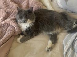 Lost Female Cat last seen Near Rhode Island St, San Francisco, CA 94103