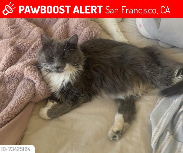 Lost Female Cat last seen Near Rhode Island St, San Francisco, CA 94103