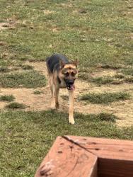 Found/Stray Male Dog last seen Johnston County Rd Benson NC, Benson, NC 27504